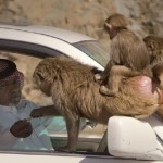 عندما تتحول النعم إلى نقم.. صحيفة سعودية تكشف أسباب غزو القرود لمنطقة بالمملكة
