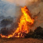 ارتفاع مؤشر خطورة الحرائق في غابات سورية