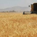 إعادة افتتاح مركز استلام القمح في مدينة البوكمال تخفف الأعباء عن الفلاحين