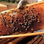 مشروع متكامل لتأصيل سلالة النحل السوري عبر إحداث مركز جديد في ريف اللاذقية