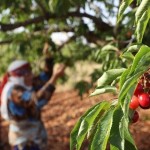 اتفاق سوري عراقي على تصدير الفائض من المنتجات الزراعية إلى البلدين