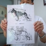 الوخز بالإبر علاج للكلاب والقطط في الصين