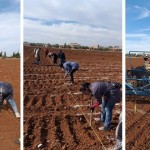 دائرة بحوث المحاصيل في درعا تنفذ كامل خطة القمح والشعير للموسم الحالي