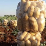 السورية للتجارة بحماة تباشر استجرار محصول البطاطا من مزارعي المحافظة