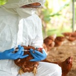 مخاوف من اندماج فيروس H5N1 مع فيروس آخر وتحوله لجائحة بين البشر