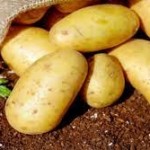 إكثار بذار درعا يسلم الدفعة الثالثة من بذار البطاطا المستوردة للمزارعين 