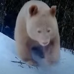 عدسات الكاميرا توثق ظهور الباندا البيضاء النادرة في الطبيعة! 