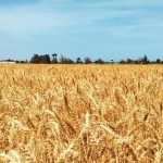 تواصل عمليات حصاد القمح والشعير في درعا بوتيرة متسارعة