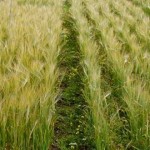 فلاحو درعا: الأمطار الحالية مبشرة ومفيدة للبدء بزراعة القمح ومساحات إضافية بالشعير