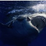 سمكة القرش تقتل امرأة في جزر البهاما