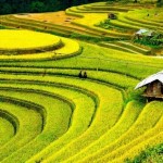 العثور عن حقل أرز قديم عمره 5000 عام