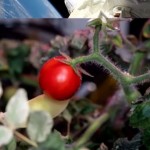 بعد 8 أشهر من حصادها... ناسا تعثر على طماطم مفقودة بالفضاء