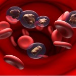 هل يؤثر الكافيين الموجود في الدم على نسبة الدهون في الجسم؟