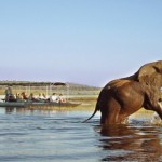 رحلة رعب..فيلة غاضبة تدهس سائحا حتى الموت أمام خطيبته 
