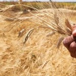سوريا تمنع دخول القمح المستورد خلال موسم التوريد المحلي