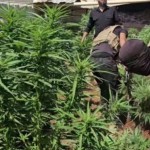 الداخلية السورية تعلن ضبط مزرعة لإنتاج مادة الحشيش في ريف حلب