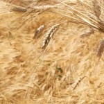 سوريا تعلن عن إجراء غير مسبوق لدعم زراعة القمح