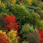 حرائق تلتهم غابات من التراث العالمي في إيران