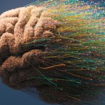 طريقة بسيطة لإبطاء شيخوخة الدماغ