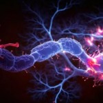 فيتامينات B تُطرح كخيار علاجي غير متوقع لمرض باركنسون