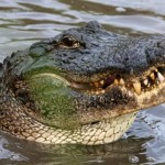 إسرائيل تدرس بناء سجن محاط بالتماسيح بطلب من بن غفير