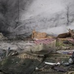 أودى بحياة 8.. أنصار السنة تتبنى تفجير مسجد في حمص