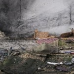 من هي مجموعة سرايا أنصار السنة منفذة هجوم حمص؟