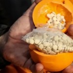 سوريا.. إحباط تهريب 300 ألف حبة كبتاغون واعتقال مطلوبين دولياً