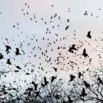 أسراب الغربان تحتل سماء تل أبيب.. وذعر من كوارث غامضة