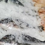 اكتشاف فيروس جديد في المنتجات البحرية يسبب العمى