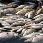 300 طن من الأسماك نفقت في ساعتين.. مأساة على نهر دجلة