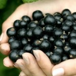 الكشمش الأسود يعزز المناعة ويدعم القلب بجرعة مركزة