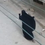 خلاف على الميراث ينتهي بطعن امرأة لشقيقتها في شوارع سلقين في ريف إدلب