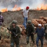 الجيش الإسرائيلي ساعد مستوطنين في سرقة بساتين زيتون في الضفة