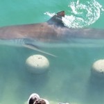 القرش النجم يتحدى كوريا من جديد.. هرب من شبكة الإنقاذ وعاد للقناة